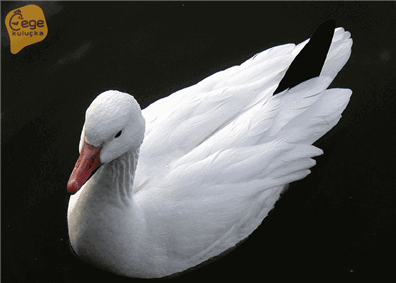 Kar Kazı ve Özellikleri