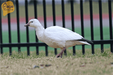 Küçük Kar Kazı ve Özellikleri
