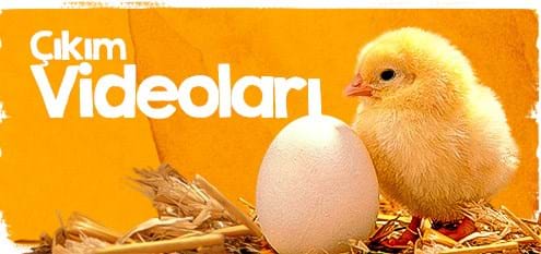 Yumurta Çıkım Videoları